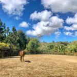 4840 El Secreto | Rancho Santa Fe Equestrian Estate (3)